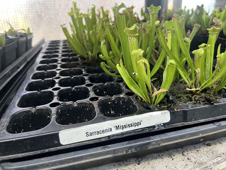 Sarracenia Mississippi