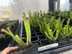 Sarracenia Mississippi
