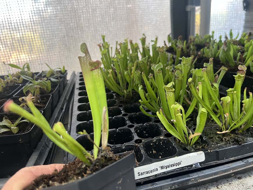 Sarracenia Mississippi
